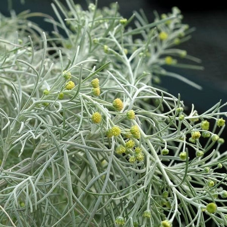 Artemisia Makana&trade; Silver - Nature Hills Nursery - #1 Container - 
