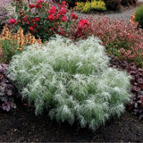 Artemisia Makana&trade; Silver - Nature Hills Nursery - #1 Container - 