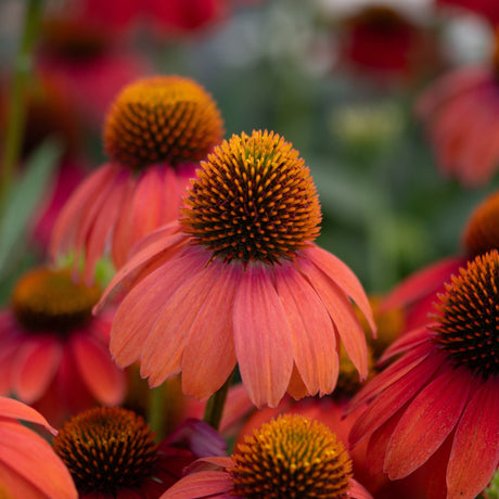 Artisan Red Ombre Coneflower displaying warm salmon and coral petals surrounding spiky orange-gold centers in a summer garden.