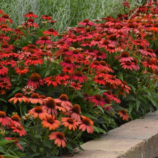 Close-up of red echinacea flowers on Artisan™ Red Ombre Coneflower blooming in early summer to late summer.