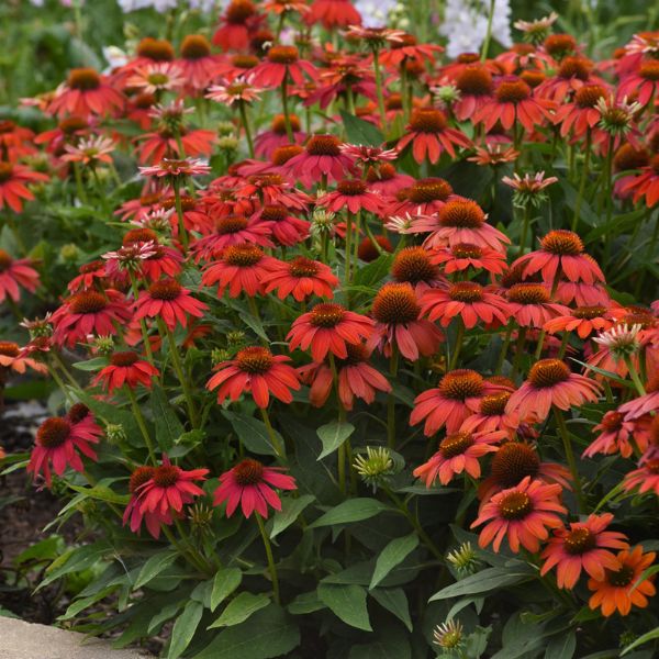 Perennial foliage of Artisan™ Red Ombre Coneflower (Echinacea x 'PAS1257973') in a garden setting.