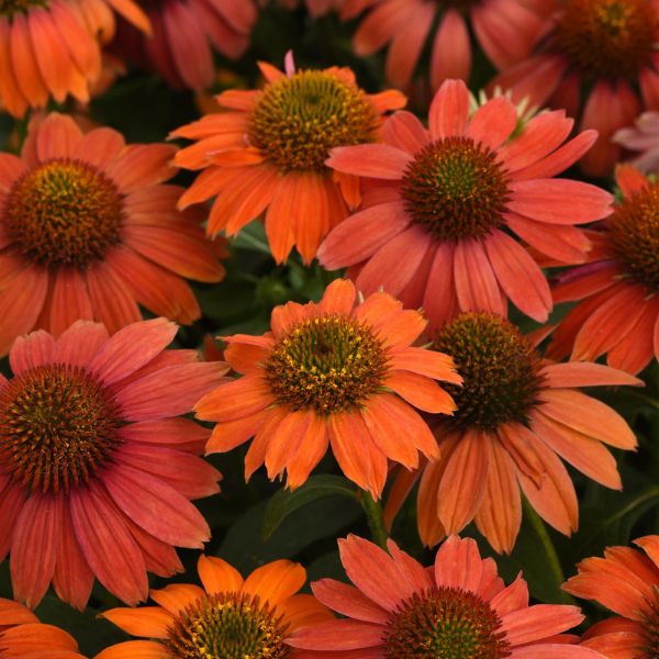 Artisan™ Red Ombre Coneflower (Echinacea x 'PAS1257973'), a perennial featuring red flowers and perennial.