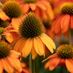 Artisan Soft Orange Coneflower blooms with golden-orange petals surrounding a spiky green central cone, shown in a dense garden planting.