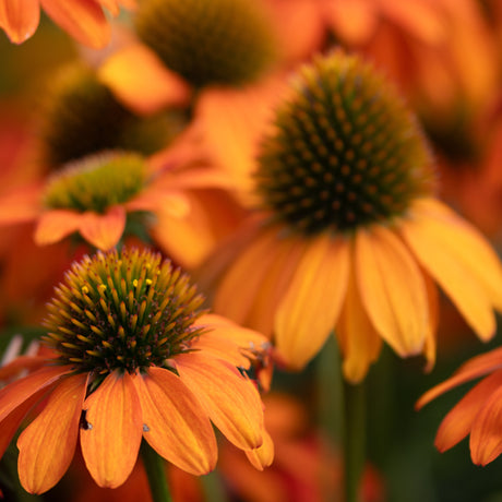 Artisan Soft Orange Coneflower blooms with warm orange petals surrounding spiky green-brown centers in a summer garden.