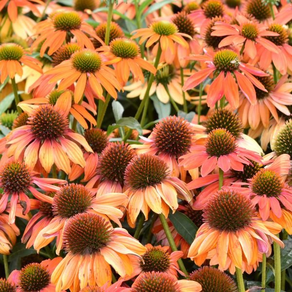Perennial foliage of Artisan™ Soft Orange Coneflower (Echinacea x 'PAS1308374') in a garden setting.