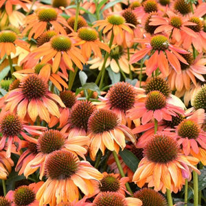 Perennial foliage of Artisan™ Soft Orange Coneflower (Echinacea x 'PAS1308374') in a garden setting.