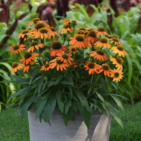 Artisan™ Soft Orange Coneflower (Echinacea x 'PAS1308374') growing in a garden landscape, showing mature perennial form.