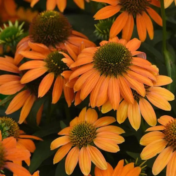 Artisan™ Soft Orange Coneflower (Echinacea x 'PAS1308374'), a perennial featuring orange flowers and perennial.