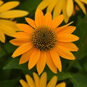 Artisan™ Yellow Ombre Coneflower - Perennial - Nature Hills Nursery - Quart Container - 