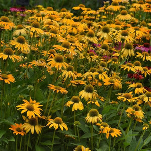 Artisan™ Yellow Ombre Coneflower - Perennial - Nature Hills Nursery - Quart Container - 