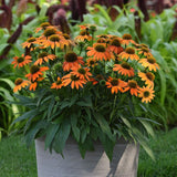 Artisan&trade; Soft Orange Coneflower