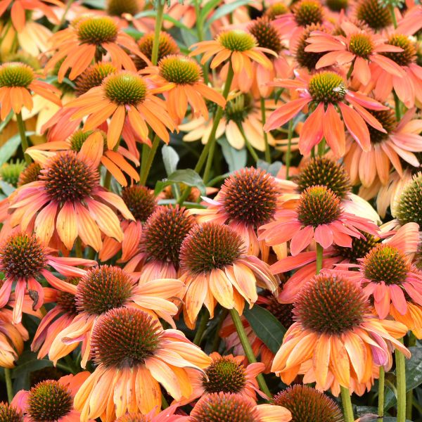 Artisan&trade; Soft Orange Coneflower