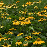 Artisan&trade; Yellow Ombre Coneflower