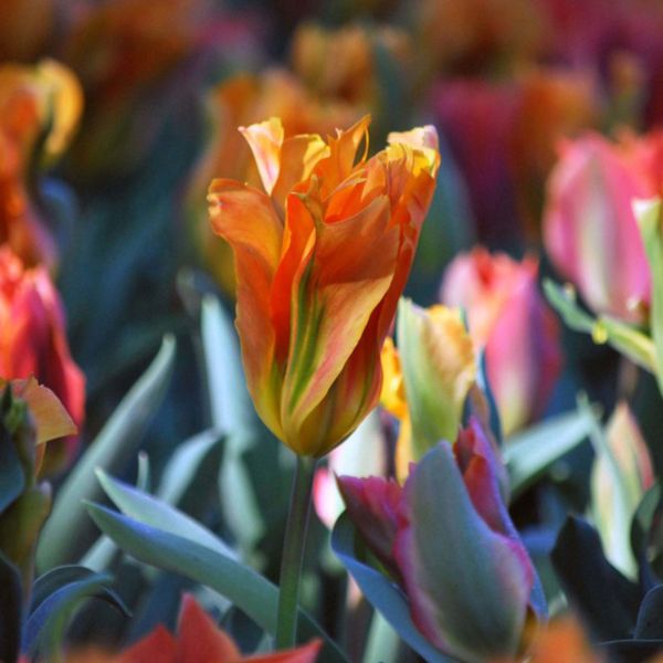 Artists Tulip Colorful bulb