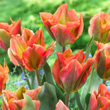 Artists Tulip Full Grown