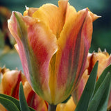 Artists Tulip Close View