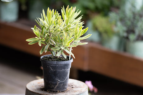 Ascot Rainbow Spurge in a black nursery pot, showing variegated green and cream narrow foliage on a wooden stand.