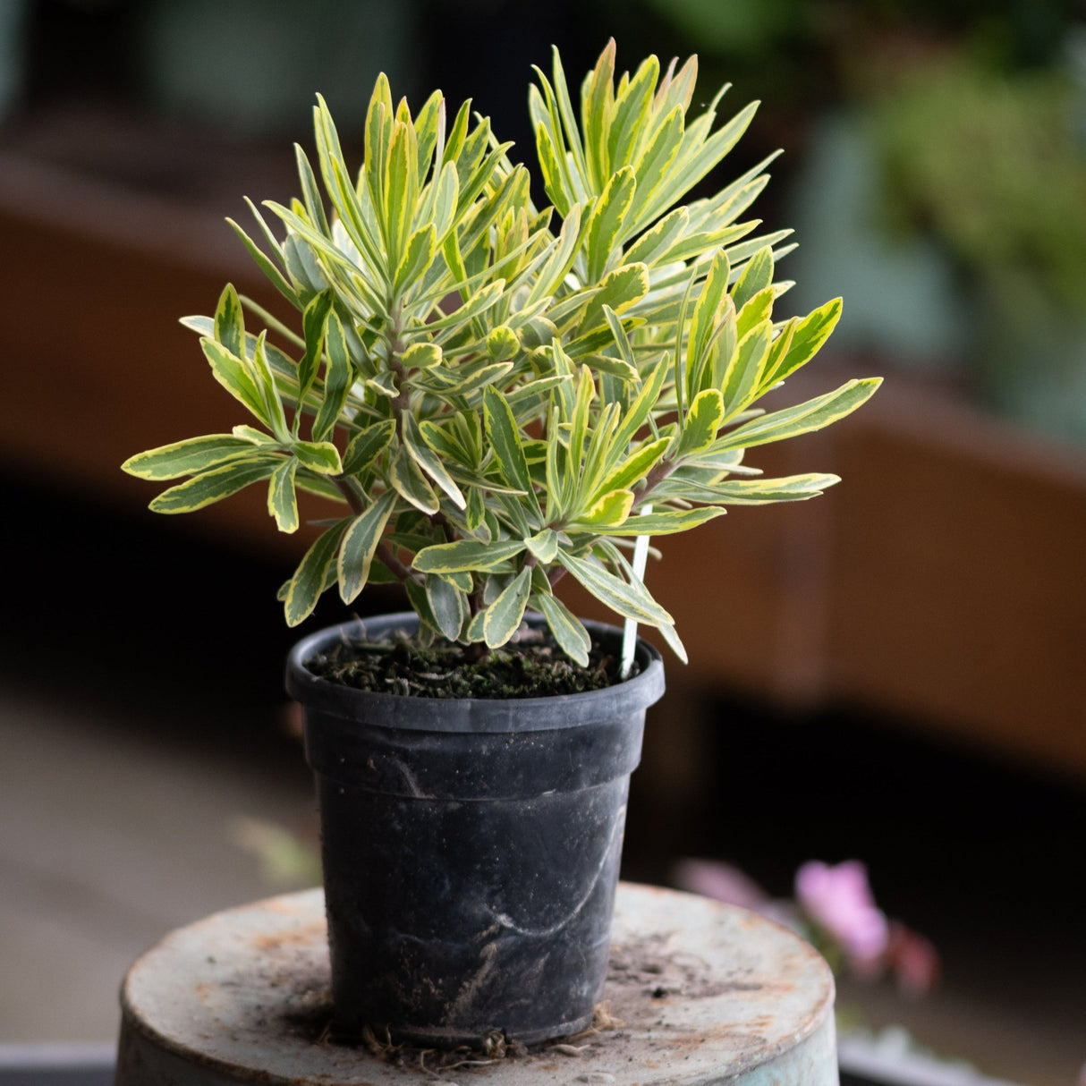 Ascot Rainbow Spurge in a black nursery pot showing variegated green and cream foliage on a weathered surface.