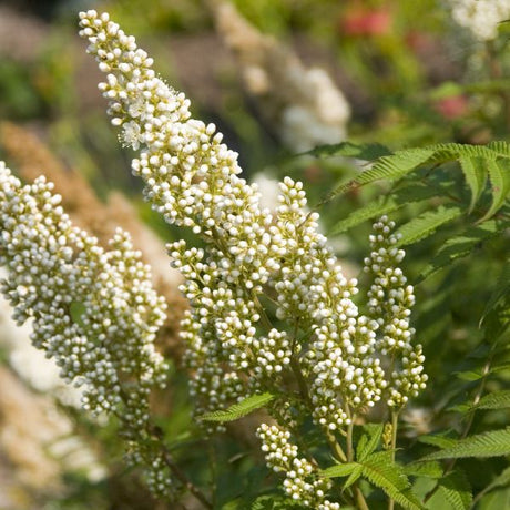 Close-up of white sorbaria flowers on Sem Ash Leaf Spirea blooming in early summer.