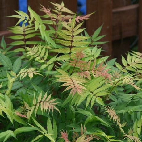 Deciduous foliage of Sem Ash Leaf Spirea (Sorbaria sorbifolia 'Sem') in a garden setting.