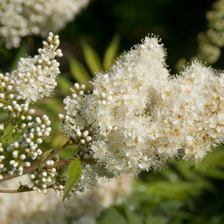 Sem Ash Leaf Spirea (Sorbaria sorbifolia 'Sem') growing in a garden landscape, showing mature shrub form.