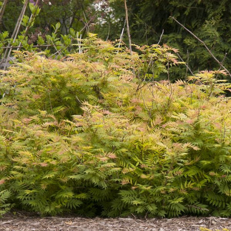 Sem Ash Leaf Spirea (Sorbaria sorbifolia 'Sem') shrub detail, image 6 of 6.