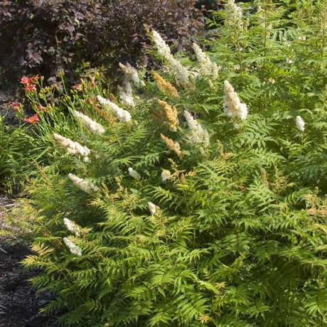 Sem Ash Leaf Spirea (Sorbaria sorbifolia 'Sem'), a shrub featuring white flowers and deciduous.