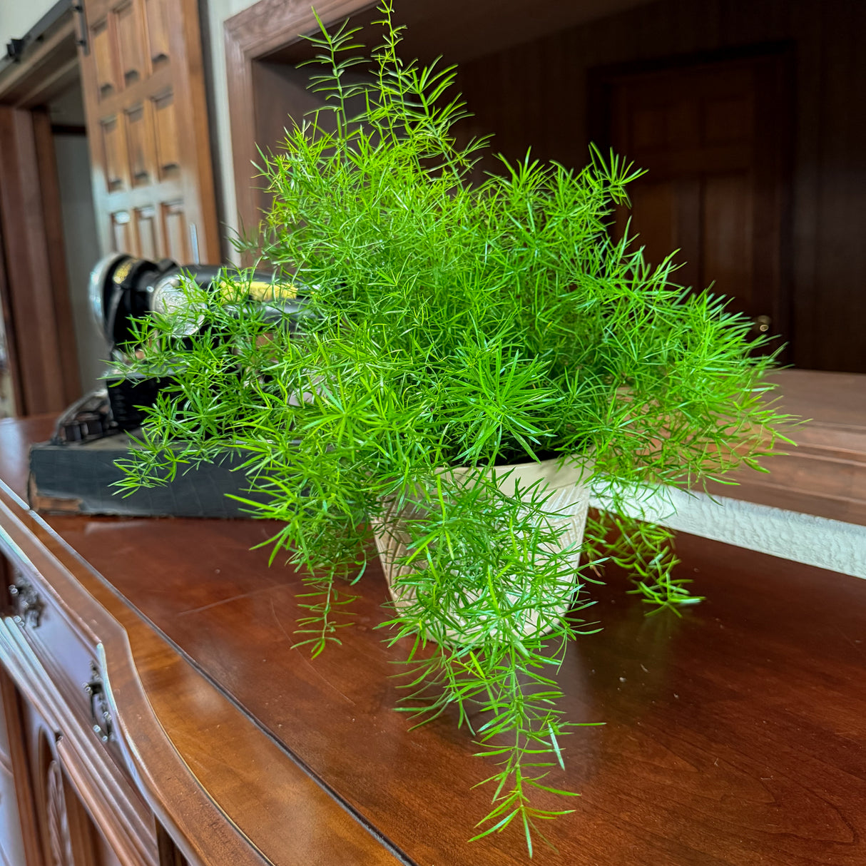 Asparagus Aethiopicus 'Sprengeri' Fern in a 6 inch pot, view 2