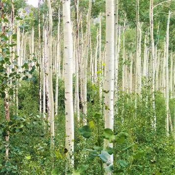 Detail view of Quaking Aspen Tree (Populus tremuloides 'Quaking') showing plant structure and foliage.