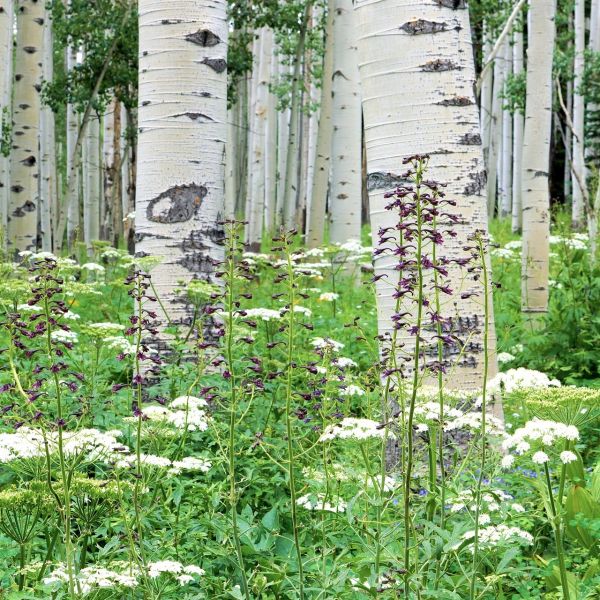 Deciduous foliage of Quaking Aspen Tree (Populus tremuloides 'Quaking') in a garden setting.
