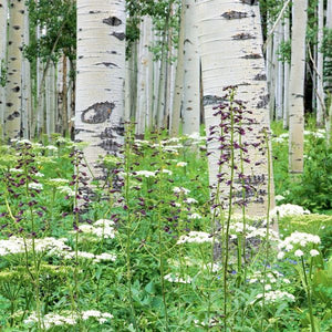 Deciduous foliage of Quaking Aspen Tree (Populus tremuloides 'Quaking') in a garden setting.