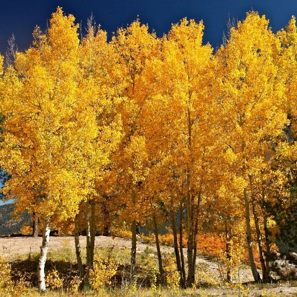 Quaking Aspen Tree (Populus tremuloides 'Quaking'), a tree featuring deciduous and pyramidal, rounded form.