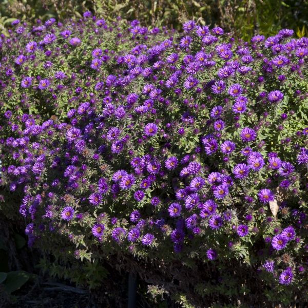 Close-up of purple aster flowers on Purple Dome New England Aster blooming in early fall to late fall.