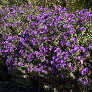 Close-up of purple aster flowers on Purple Dome New England Aster blooming in early fall to late fall.