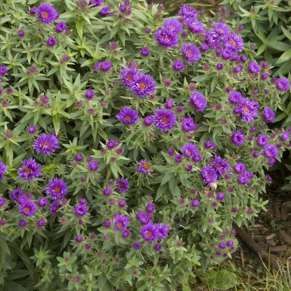 Perennial foliage of Purple Dome New England Aster (Aster novae-angliae 'Purple Dome') in a garden setting.