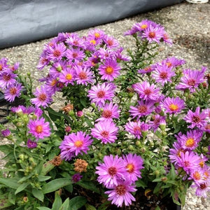 Close-up of pink aster flowers on Woods Pink Aster blooming in early fall to late fall.