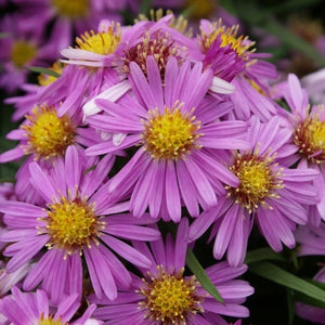 Woods Pink Aster (Aster x dumosus 'Woods Pink'), a perennial featuring pink flowers and perennial.