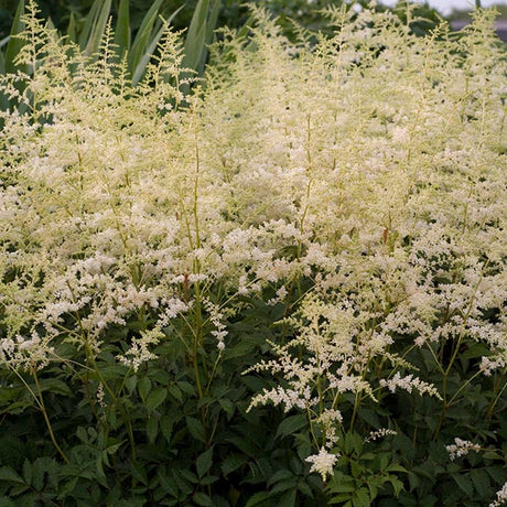 Close-up of white astilbe flowers on Bridal Veil® Astilbe blooming in early summer.