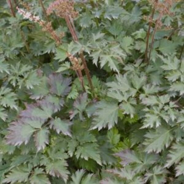 Close-up of pink astilbe flowers on Delft Lace Astilbe blooming in early summer.