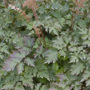 Close-up of pink astilbe flowers on Delft Lace Astilbe blooming in early summer.
