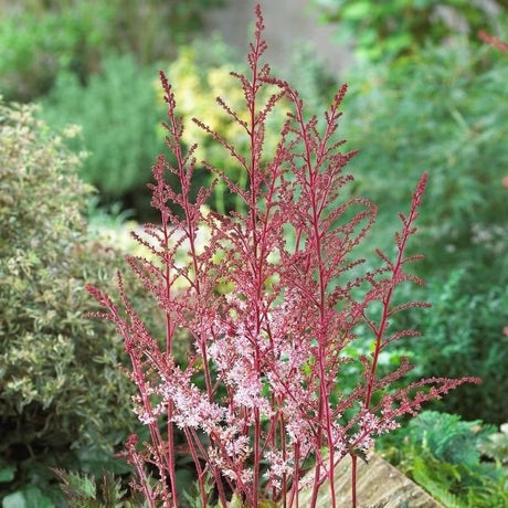 Perennial foliage of Delft Lace Astilbe (Astilbe 'Delft Lace') in a garden setting.