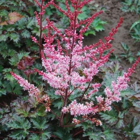Delft Lace Astilbe (Astilbe 'Delft Lace'), a perennial featuring pink flowers and perennial.