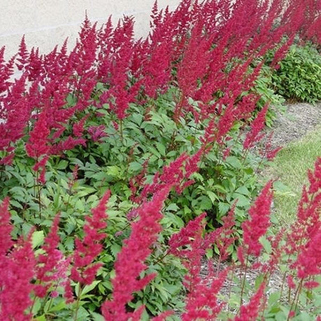 Close-up of red astilbe flowers on Fanal Astilbe blooming in early summer.