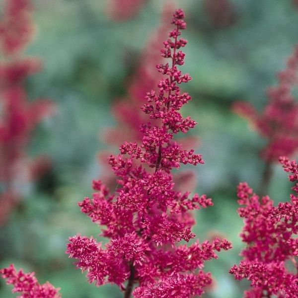 Fanal Astilbe (Astilbe x arendsii 'Fanal'), a perennial featuring red flowers and perennial.