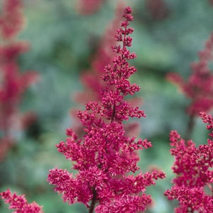 Fanal Astilbe (Astilbe x arendsii 'Fanal'), a perennial featuring red flowers and perennial.