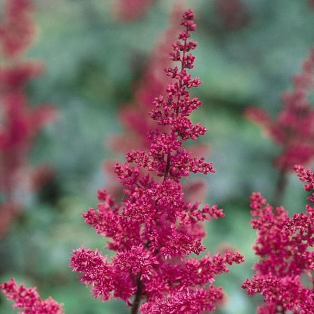 How to Grow Astilbe: Shade Garden Perennial Guide