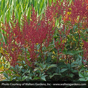 Close-up of red astilbe flowers on Montgomery Astilbe blooming in early summer to late summer.