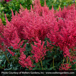 Montgomery Astilbe (Astilbe japonica 'Montgomery'), a perennial featuring red flowers and perennial.
