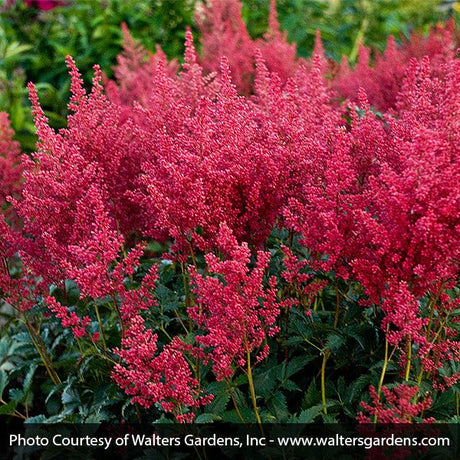 Montgomery Astilbe (Astilbe japonica 'Montgomery'), a perennial featuring red flowers and perennial.
