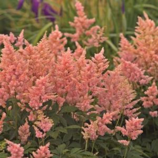 Close-up of pink, orange astilbe flowers on Peach Blossom Astilbe blooming in early summer.